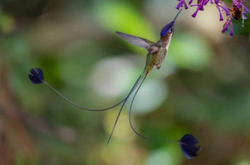 RDT_20260209_1246296329233201152596890