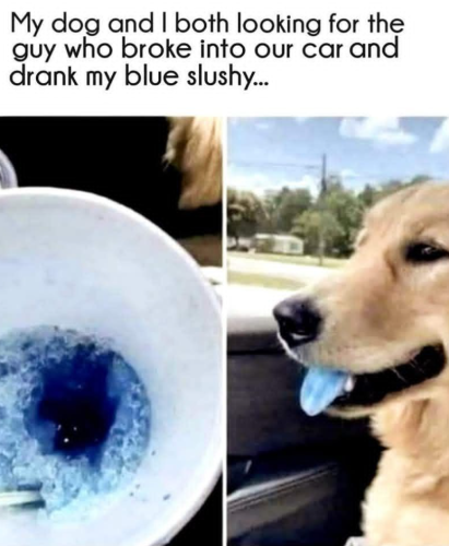 my-dog-and-both-looking-guy-who-broke-into-our-car-and-drank-my-blue-slushy