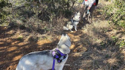The pup taking a rest