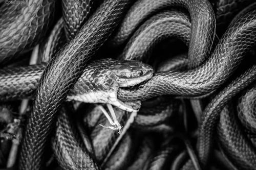 helicops_cannibalism