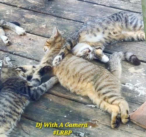 Screenshot_20260218_073339_Gallery