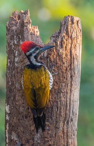 RDT_20260204_1454072421672978707079254