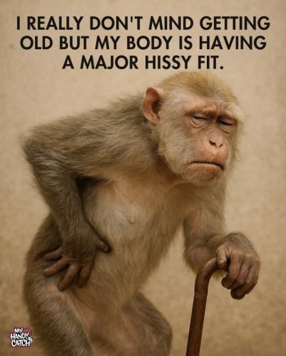 Screenshot_20260203_145425_Gallery