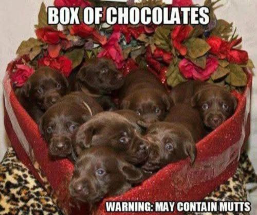 box-of-chocolates