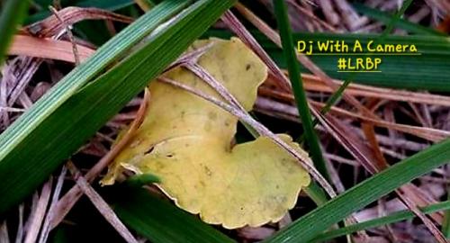 Screenshot_20260213_072046_Gallery