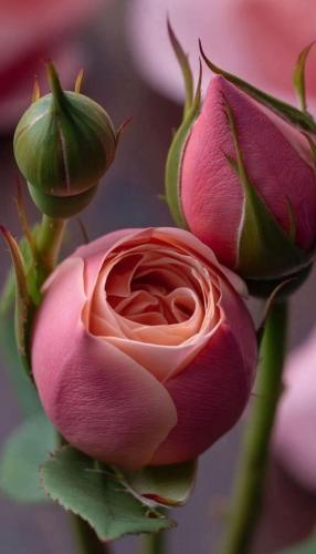 651146125_1750689772557165_40990242447648303_n