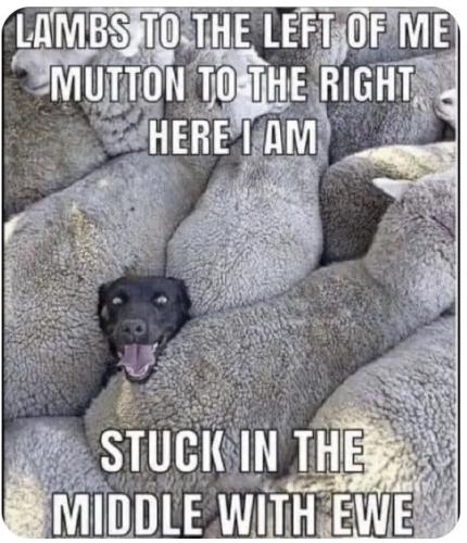stuck-in-the-middle-with-ewe