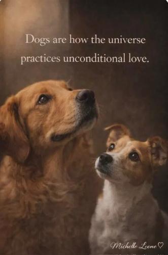 dogs-unconditional-love
