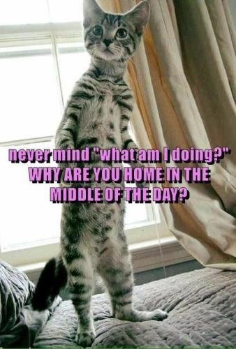 001cd2a967e24a8b9872208ffc6218b8