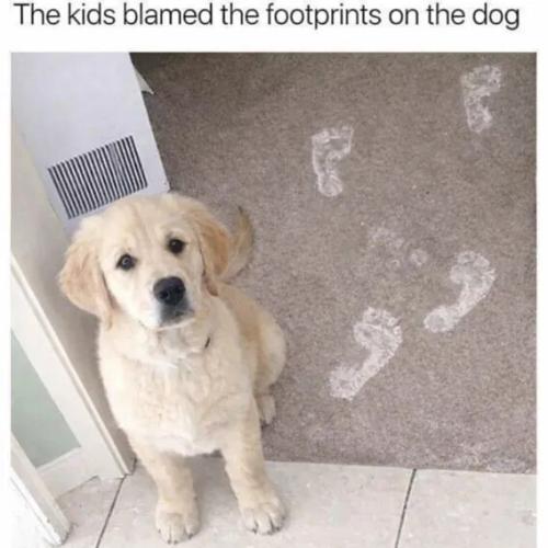 blamed-footprints-on-dog