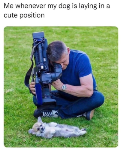 whenever-my-dog-is-laying-cute-position