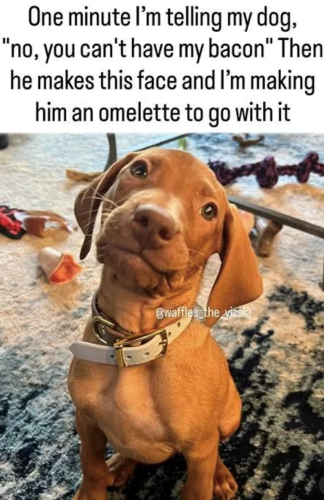 no-cant-have-my-bacon-then-he-makes-this-face-and-making-him-an-omelette-go-with-bwaffles-vizsla