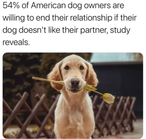 dog-owners-are-willing-end-their-relationship-if-their-dog-doesnt-like-their-partner-study-reveals