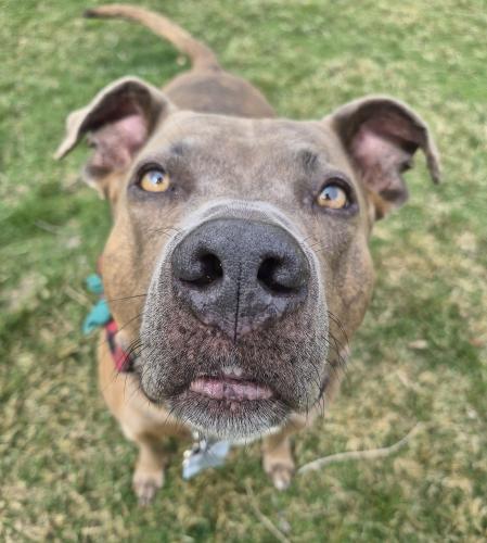 a dubs closeup on lawn