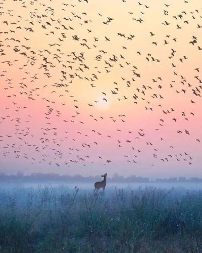 4af66272ed2dc1010f27d4a32ae42723