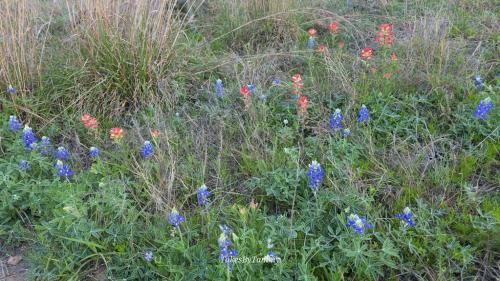 Wildflowers exploding everywhere