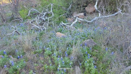 A sea of bluebonnets