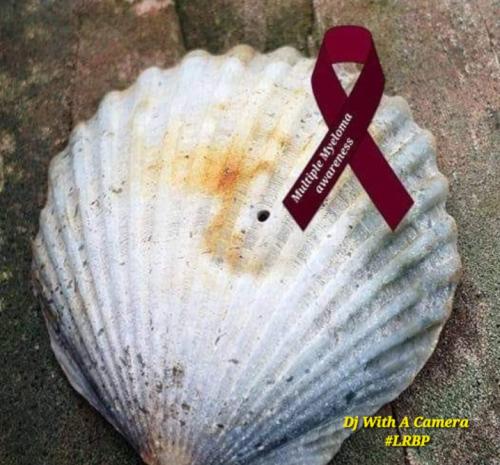 Screenshot_20260319_133125_Gallery