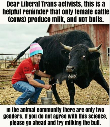 bull