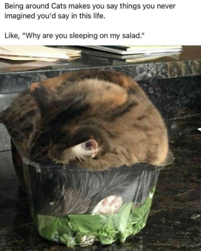 being-around-cats-makes-say-things-never-imagined-say-this-life-like-why-are-sleeping-on-my-salad