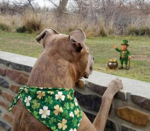 a leprechaun looking dog dubs over fence