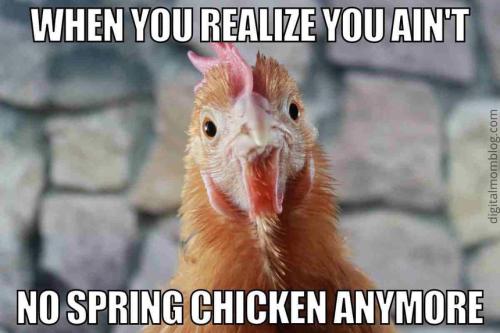 spring-chicken-meme