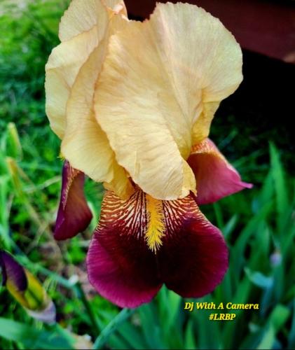 Screenshot_20260323_084636_Gallery