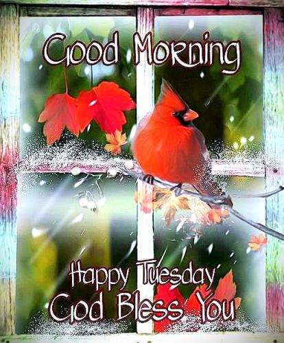 030326 - Tues -GB Red Cardinal