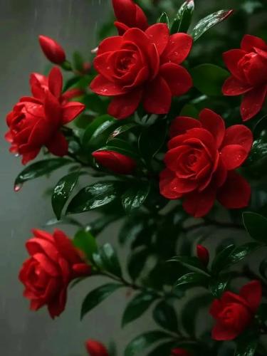 650782930_2412238959215610_919406821313713818_n