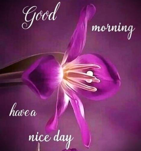 031926 - GM Purple lilies