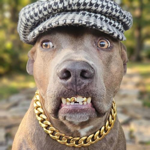 false teeth day dubs 2026