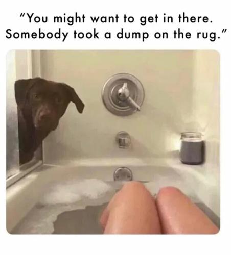 somebody-took-dump-on-rug