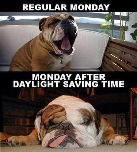 dog-monday-after-daylight-savings-day-memes