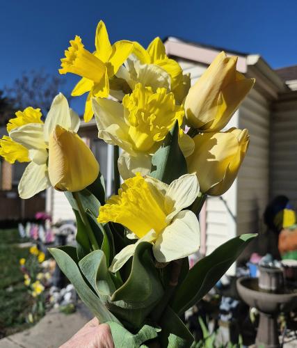 a fresh yellow blooms