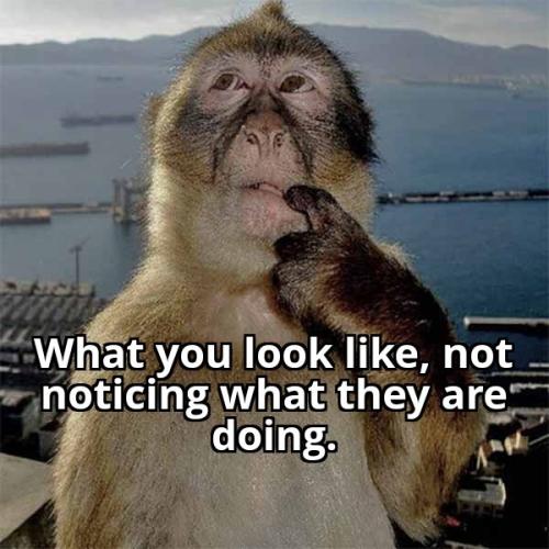 Thinking Monkey 22032026164230