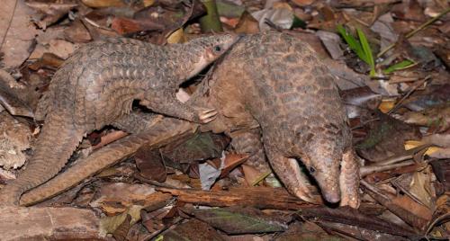pangolin