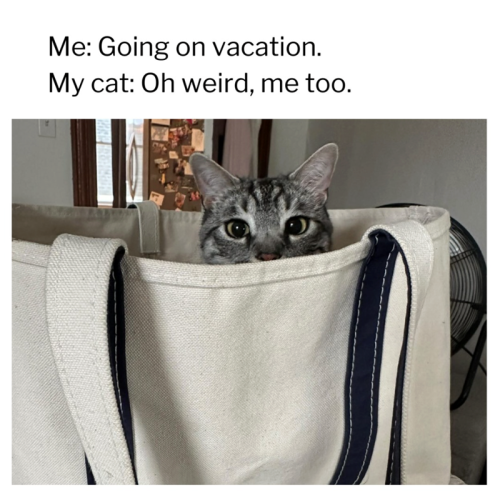going-on-vacation-my-cat-oh-weird-too