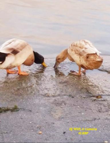 Screenshot_20260309_114352_Gallery