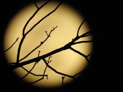 17726221216018142673709420432008_1560731891733060