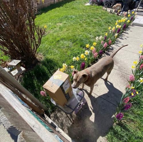 dubs at amazon gate with flowers