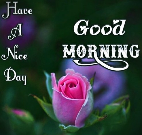 033126 - GM pink rose