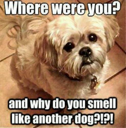 where-were-and-why-do-smell-like-another-dog