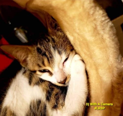 Screenshot_20260320_070504_Gallery