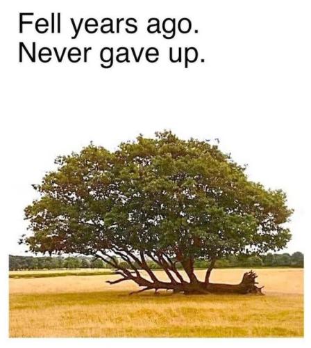never-gave-up
