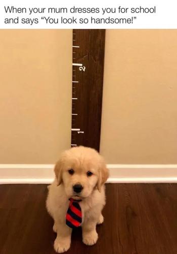 bafkreibure3riquferjtl247cumfpfnfjoumcztqbw3rjp4swhlhkqc4xi