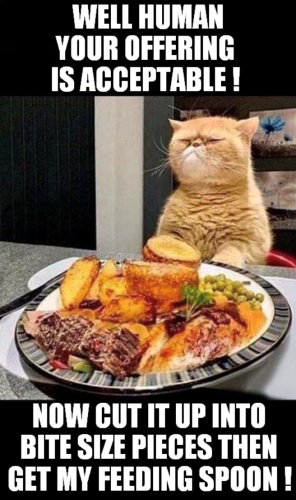 well-human-offering-is-acceptable-now-cut-up-into-bite-size-pieces-then-get-my-feeding-spoon