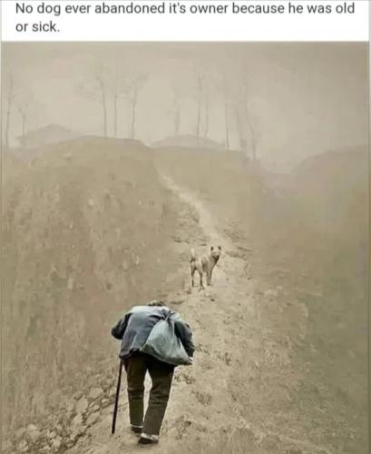 no-dog-abandoned-owner