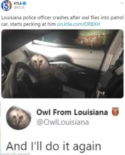 owl