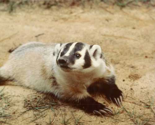 Badger_laying_on_ground._-_DPLA_-_0335977b4d1504edc799834081ca4fd5-500x401
