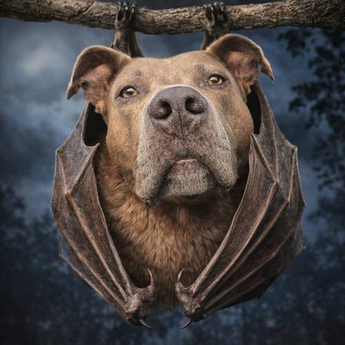 bat appreciation day